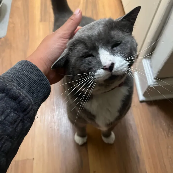Alx Kitty Mom With Flexibility