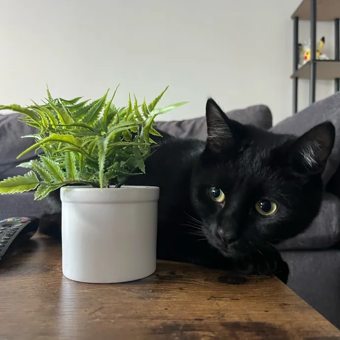 Alx Kitty Mom With Flexibility