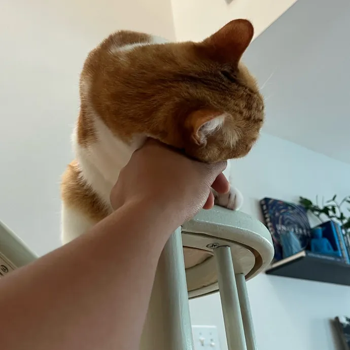 Alx Kitty Mom With Flexibility