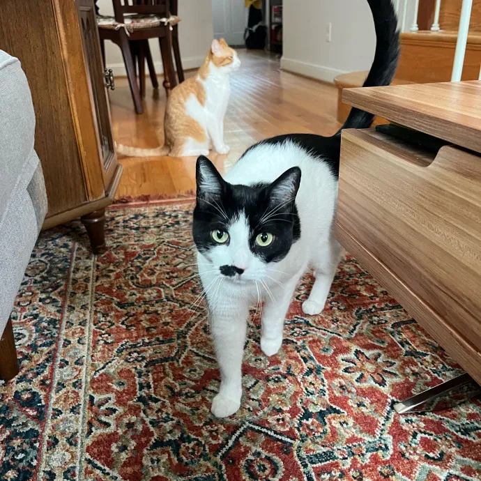 Alx Kitty Mom With Flexibility