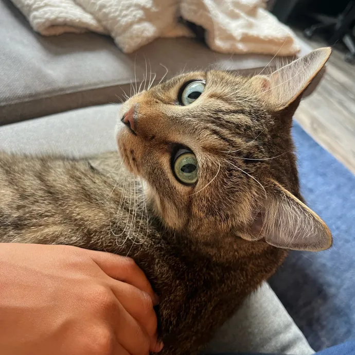 Alx Kitty Mom With Flexibility