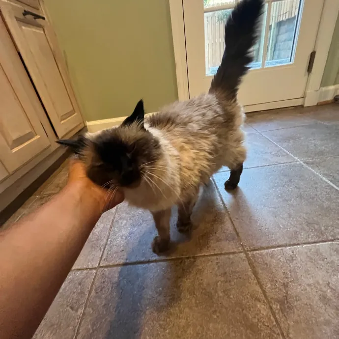 Alx Kitty Mom With Flexibility