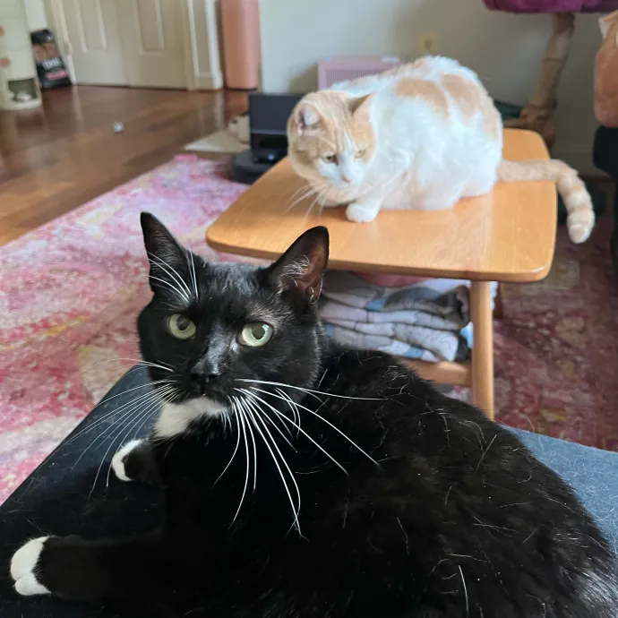 Alx Kitty Mom With Flexibility