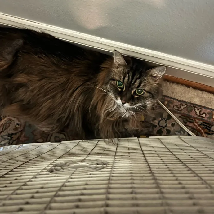 Alx Kitty Mom With Flexibility