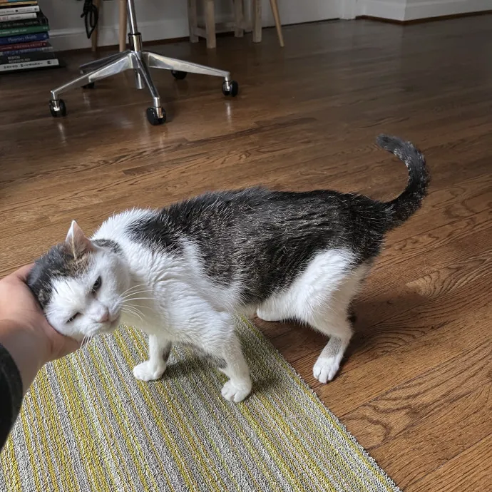 Alx Kitty Mom With Flexibility