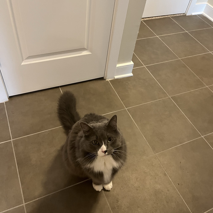 Alx Kitty Mom With Flexibility
