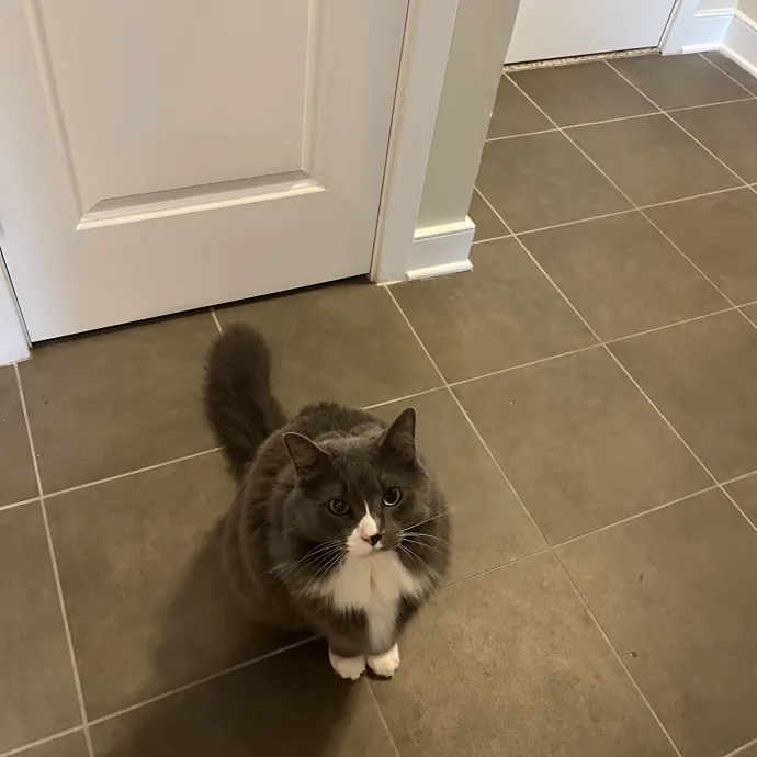 Alx Kitty Mom With Flexibility