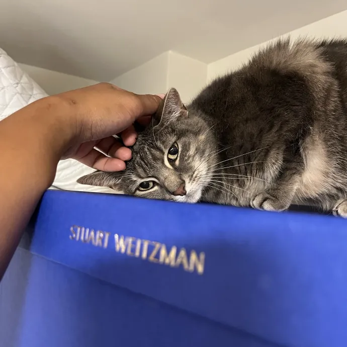 Alx Kitty Mom With Flexibility