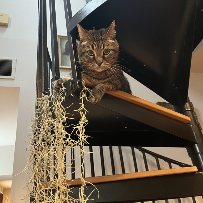 Alx Kitty Mom With Flexibility