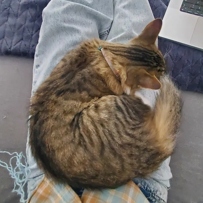 Cat Lover  Experienced Cat Sitter photo 2