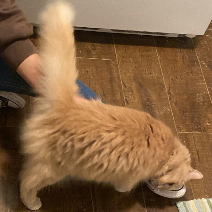 An Honest Cat Sitter