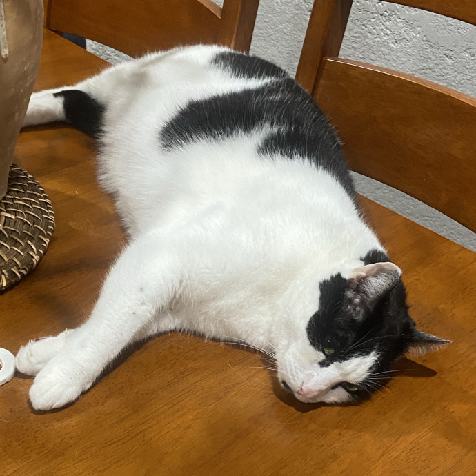 An Honest Cat Sitter