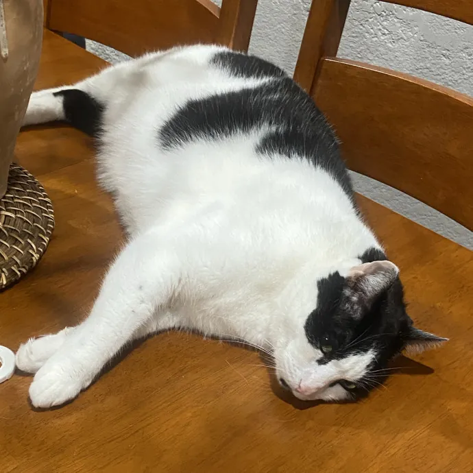 An Honest Cat Sitter