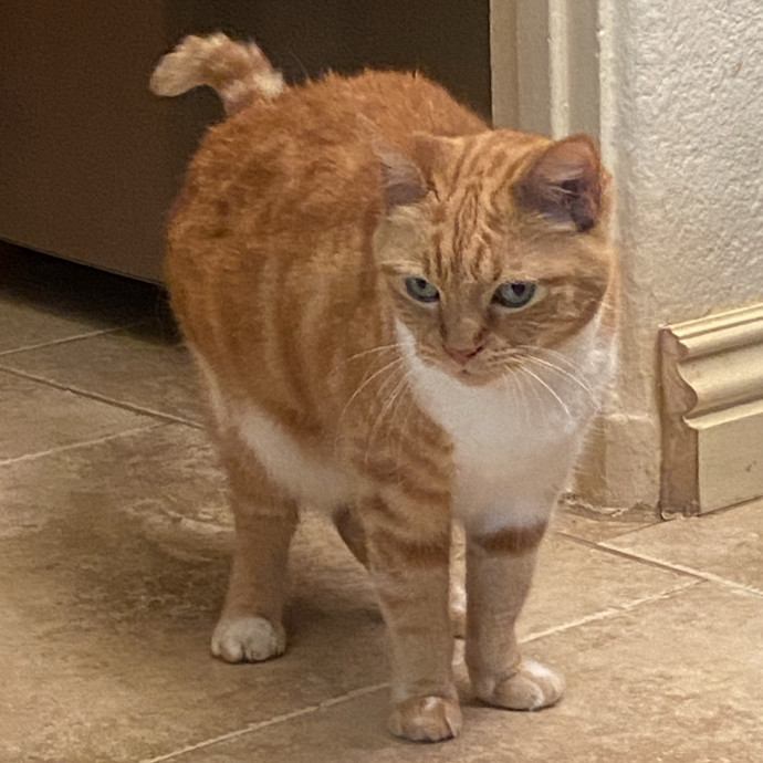 An Honest Cat Sitter