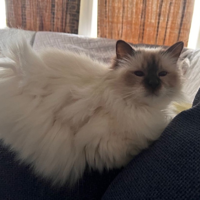 An Honest Cat Sitter
