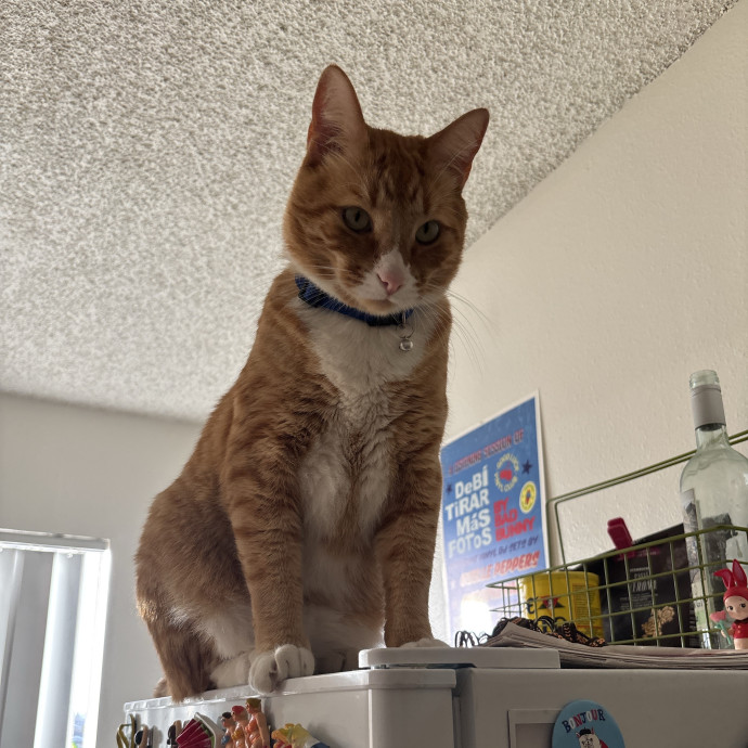 An Honest Cat Sitter