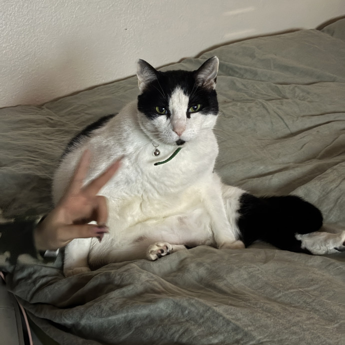 An Honest Cat Sitter