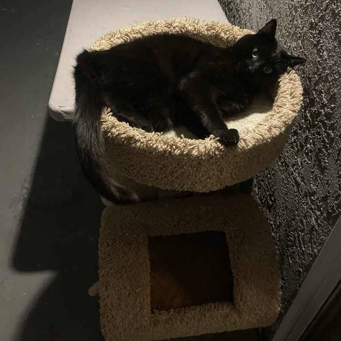An Honest Cat Sitter