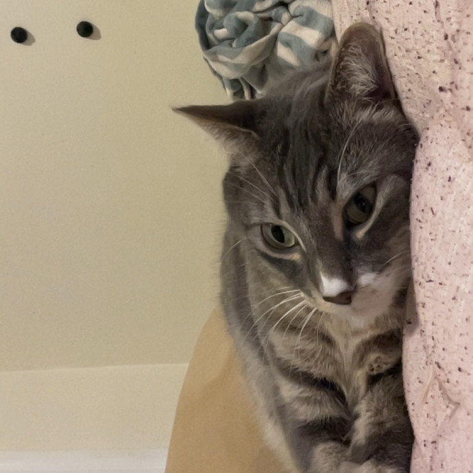 An Honest Cat Sitter photo 3