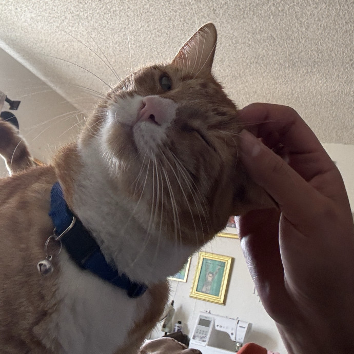 An Honest Cat Sitter photo 2