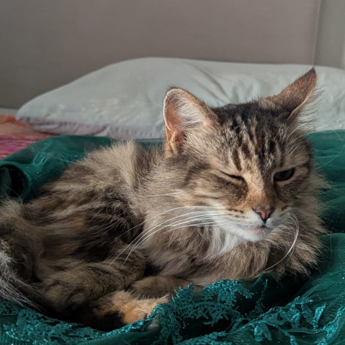 Two Rivers Kitty Care