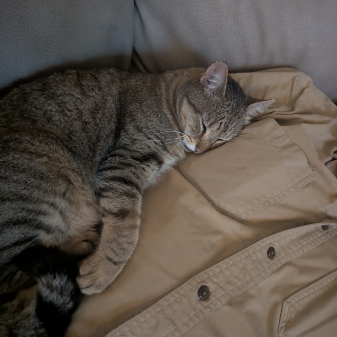 Two Rivers Kitty Care photo 3