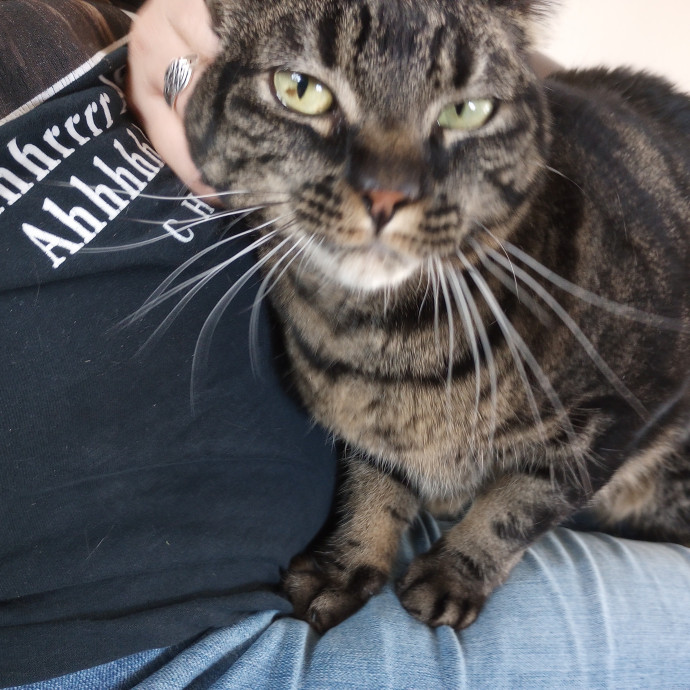Purr-Fessional House Sittersnuggler