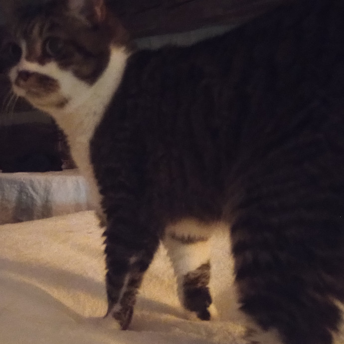 Purr-Fessional House Sittersnuggler