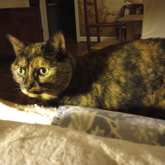 Purr-Fessional House Sittersnuggler