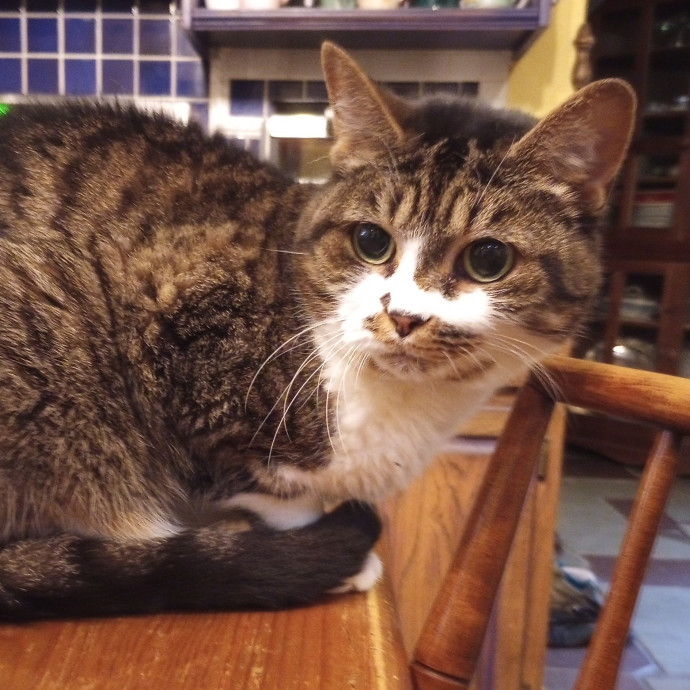 Purr-Fessional House Sittersnuggler