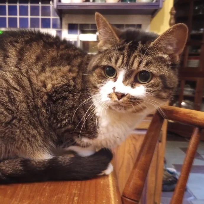 Purr-Fessional House Sittersnuggler