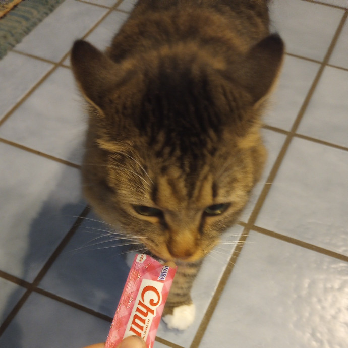 Purr-Fessional House Sittersnuggler