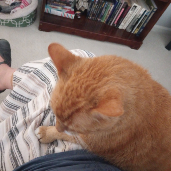 Purr-Fessional House Sittersnuggler