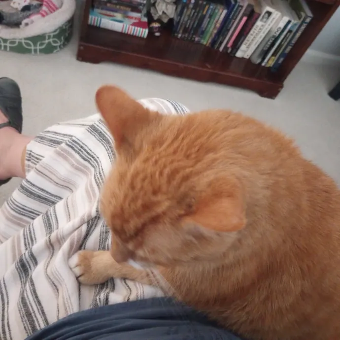Purr-Fessional House Sittersnuggler