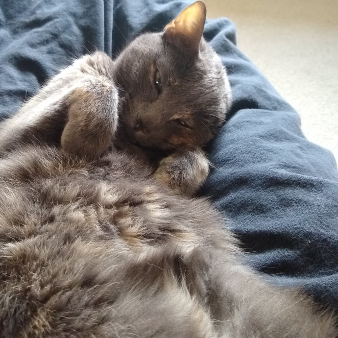 Purr-Fessional House Sittersnuggler