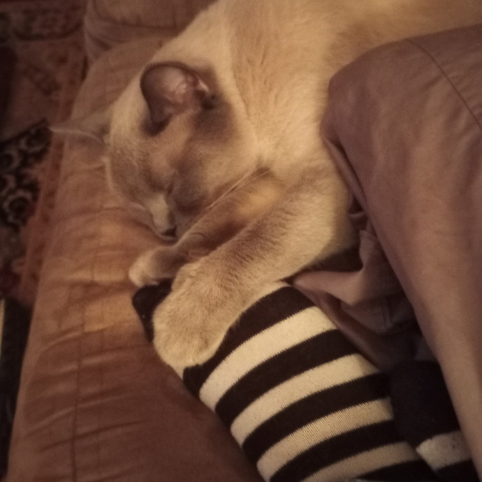 Purr-Fessional House Sittersnuggler