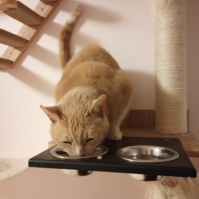 Purr-Fessional House Sittersnuggler