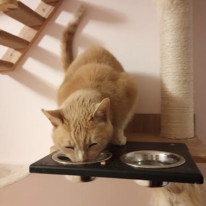 Purr-Fessional House Sittersnuggler