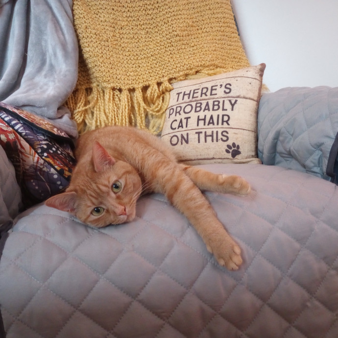 Purr-Fessional House Sittersnuggler