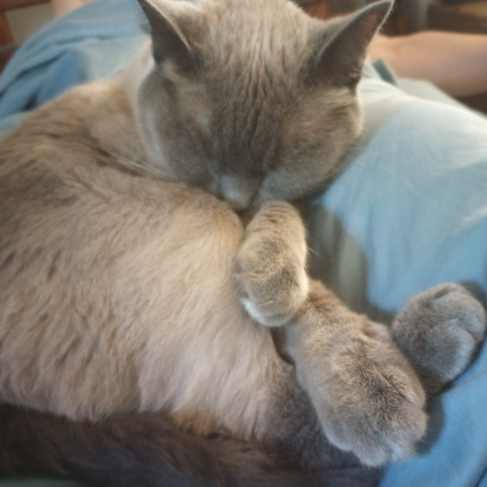 Purr-Fessional House Sittersnuggler