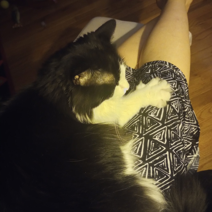 Purr-Fessional House Sittersnuggler