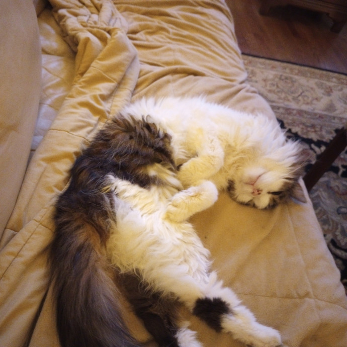 Purr-Fessional House Sittersnuggler