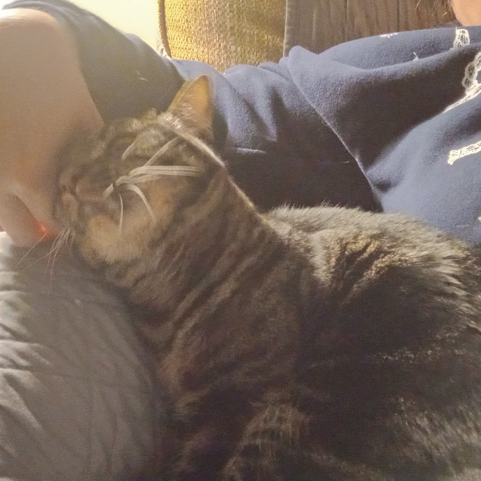 Purr-Fessional House Sittersnuggler