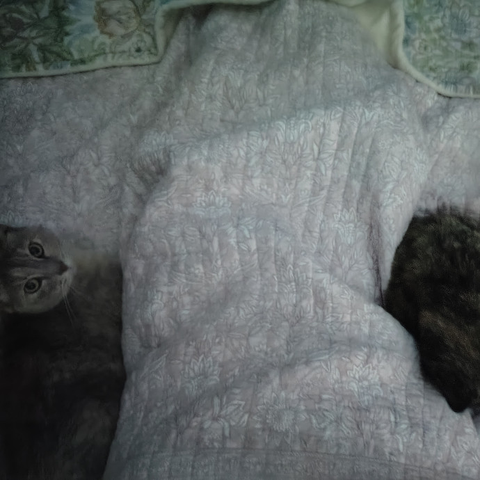 Purr-Fessional House Sittersnuggler