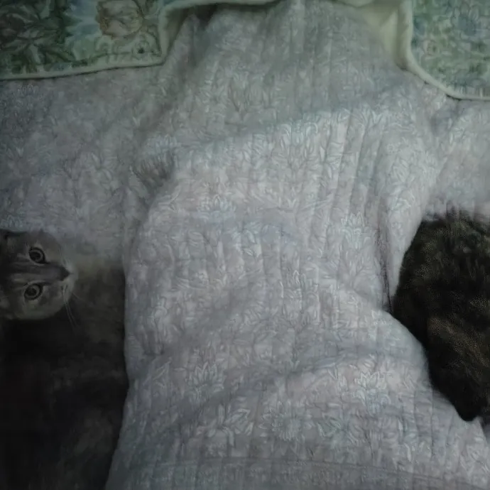 Purr-Fessional House Sittersnuggler photo 4