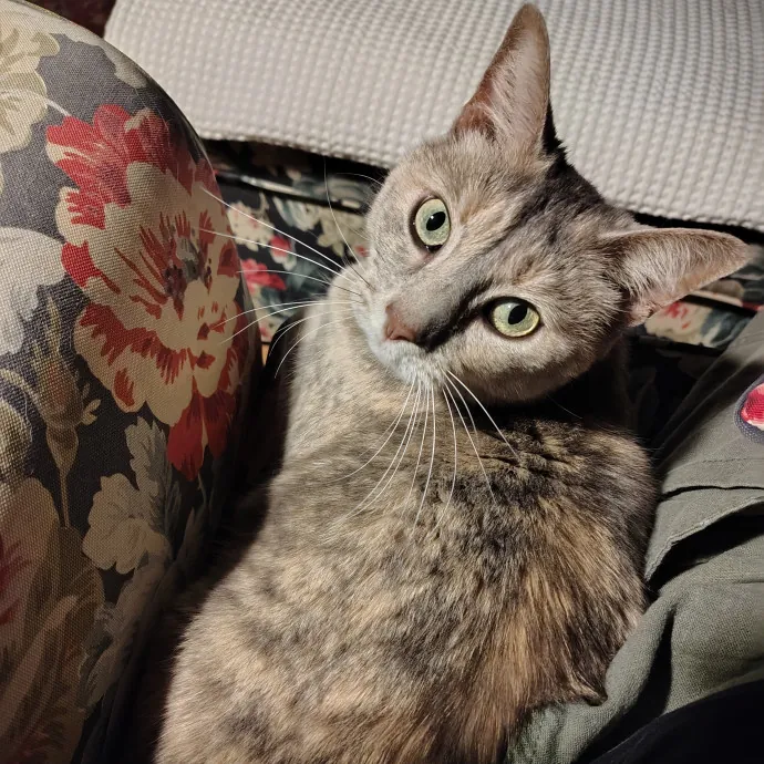 Purr-Fessional House Sittersnuggler photo 3