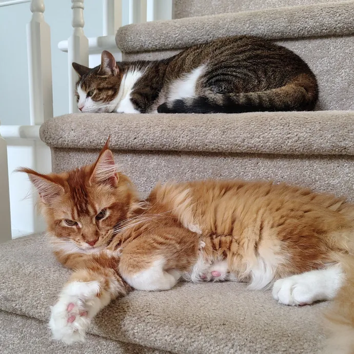 Purr-Fessional House Sittersnuggler photo 2