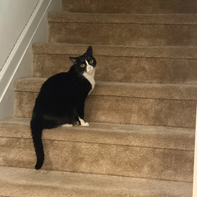 Sahara D.