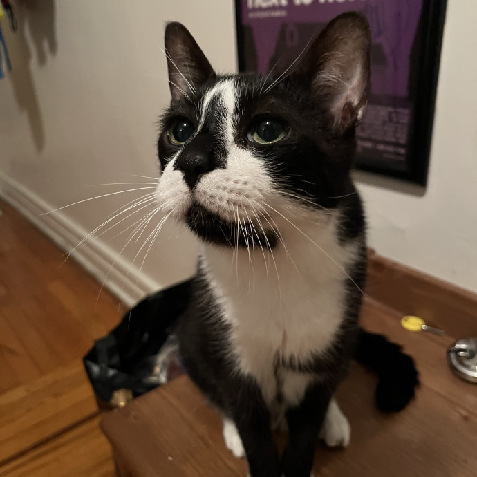 Sadie The Inwood Cat Lady
