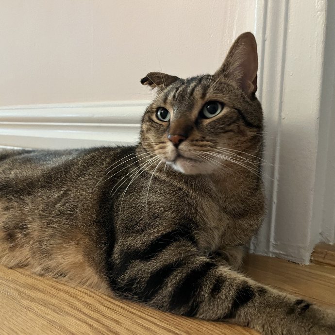 Sadie The Inwood Cat Lady